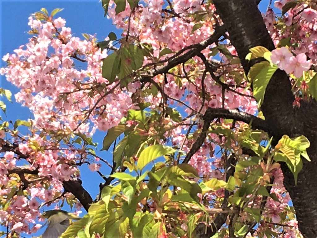 🌸
