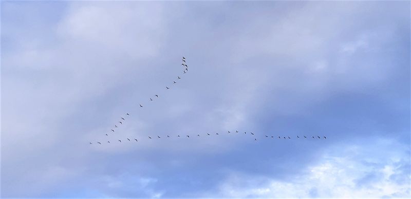 白鳥の渡りの写真