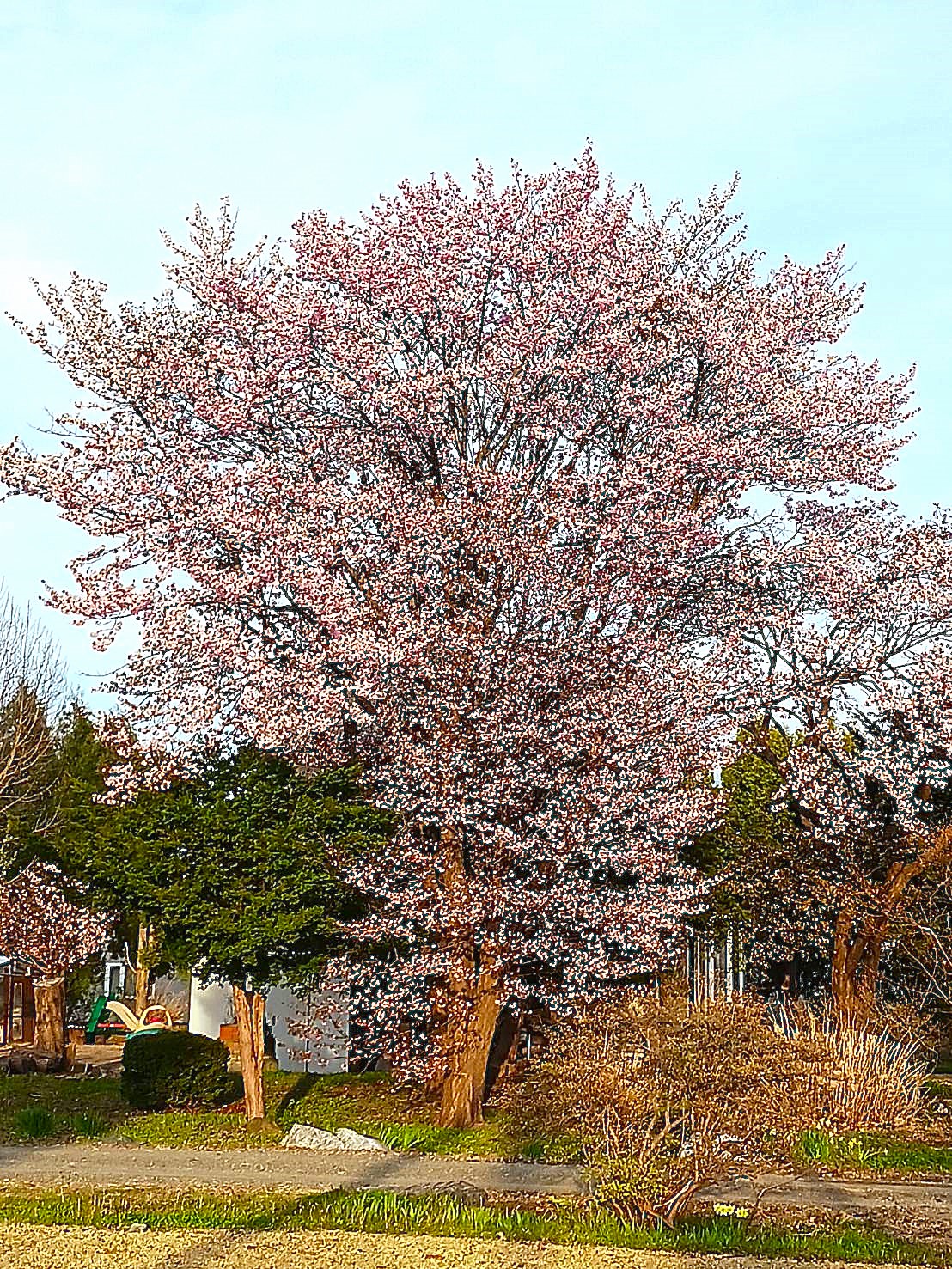 桜