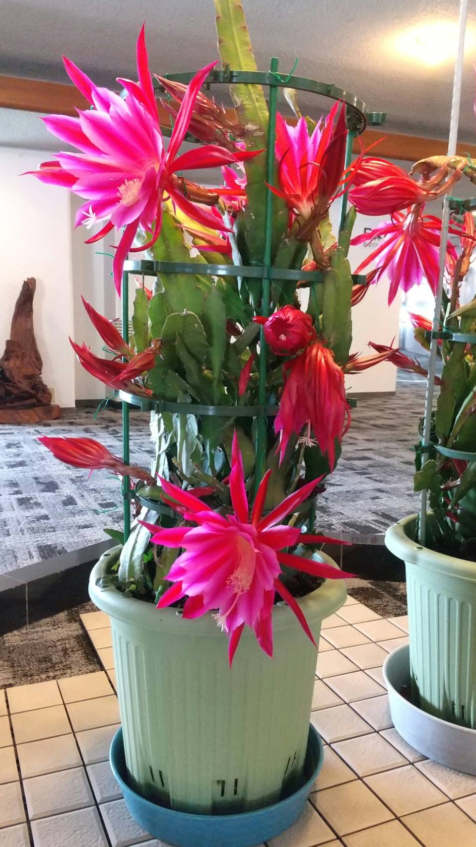 シャコバサボテン