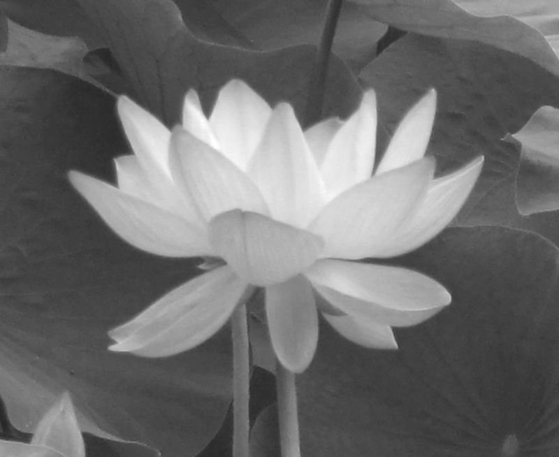 華の十三期　通信