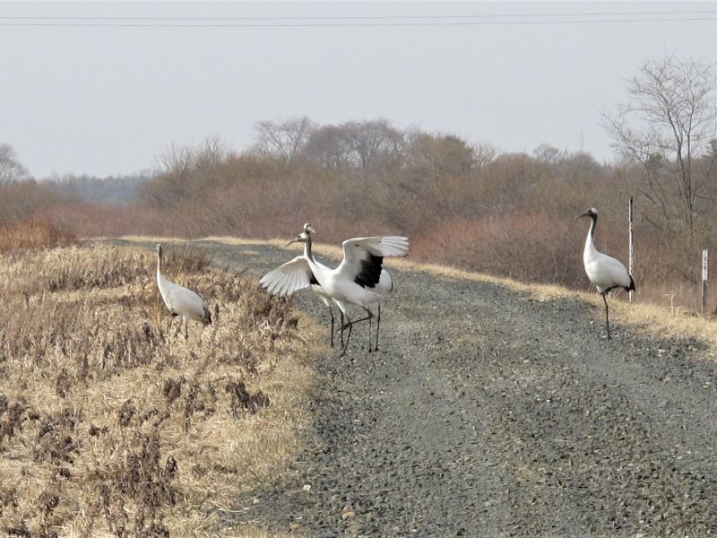 丹頂鶴　路上