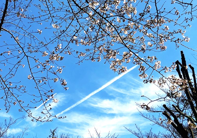 サクラとコントレール